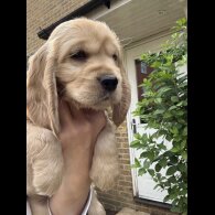 Cocker Spaniel (Working &amp; Show) - Both