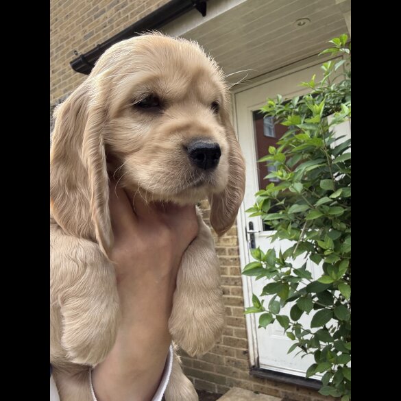 Cocker Spaniel (Working &amp; Show) - Both