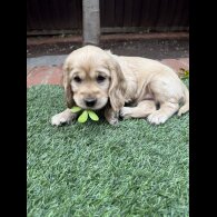 Cocker Spaniel (Working &amp; Show) - Both