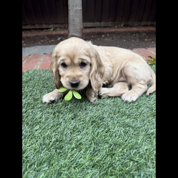 Cocker Spaniel (Working &amp; Show) - Both