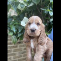 Cocker Spaniel (Working &amp; Show) - Both