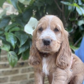 Cocker Spaniel (Working &amp; Show) - Both