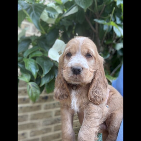 Cocker Spaniel (Working &amp; Show) - Both