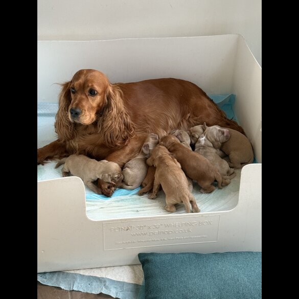 Cocker Spaniel (Working &amp; Show) - Both