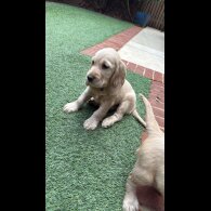 Cocker Spaniel (Working &amp; Show) - Both