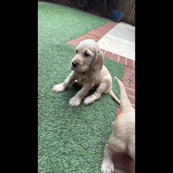 Cocker Spaniel (Working &amp; Show) - Both