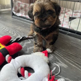 Shih Tzu - Both