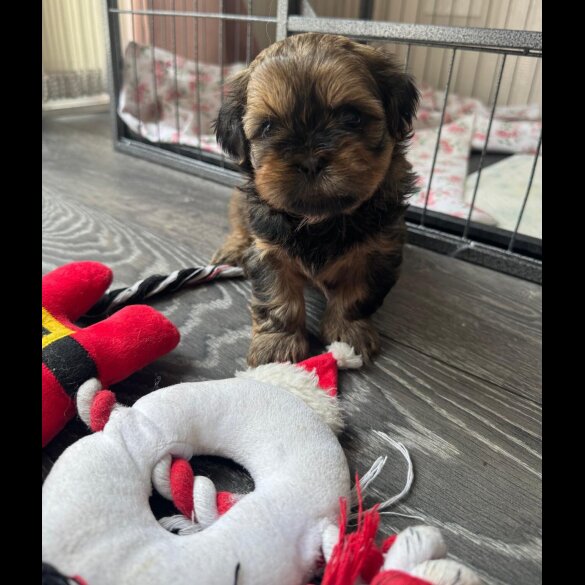 Shih Tzu - Both