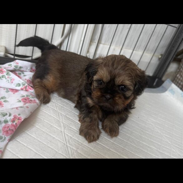 Shih Tzu - Both
