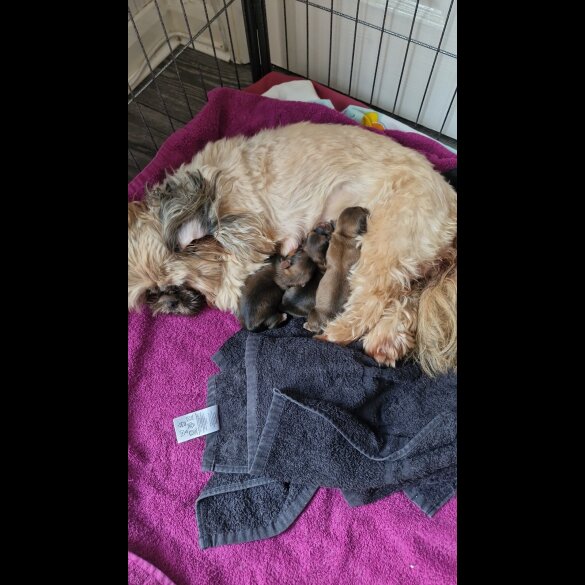 Shih Tzu - Both