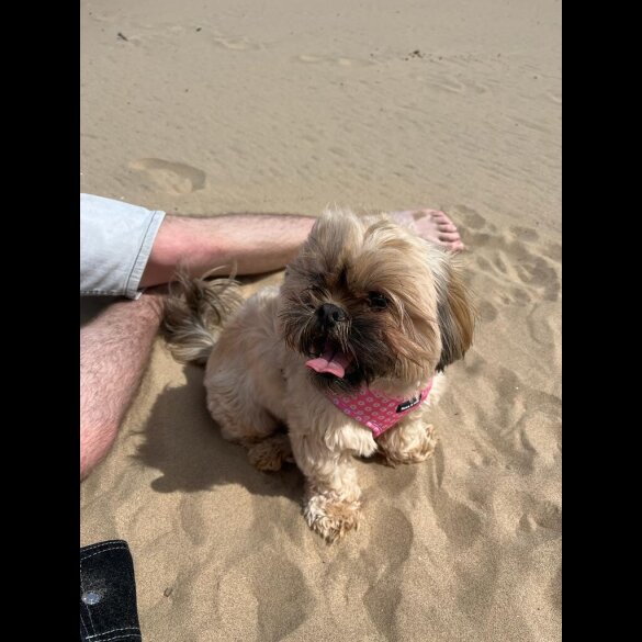 Shih Tzu - Both