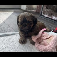 Shih Tzu - Both