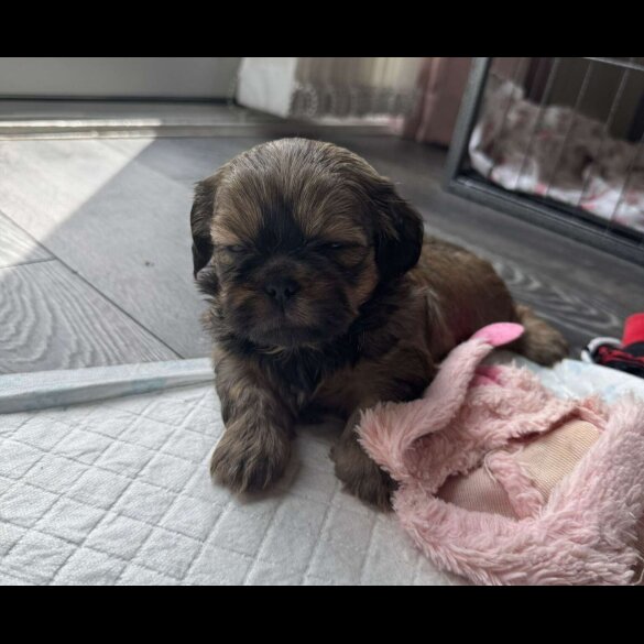 Shih Tzu - Both