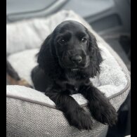 Cocker Spaniel (Working &amp; Show) - Dogs