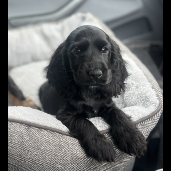Cocker Spaniel (Working &amp; Show) - Dogs