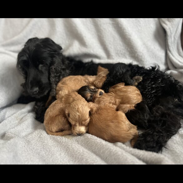 Cocker Spaniel (Working &amp; Show) - Dogs