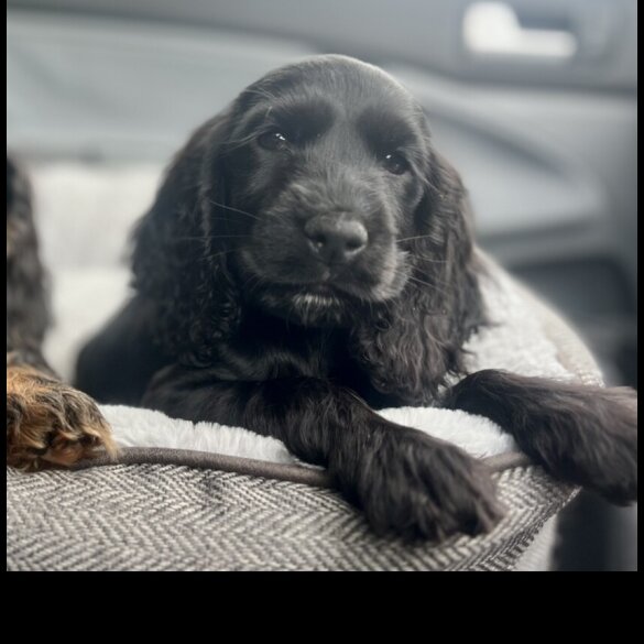 Cocker Spaniel (Working &amp; Show) - Dogs