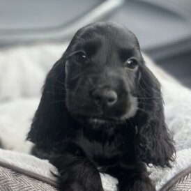 Cocker Spaniel (Working &amp; Show) - Dogs