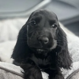 Cocker Spaniel (Working &amp; Show) - Dogs