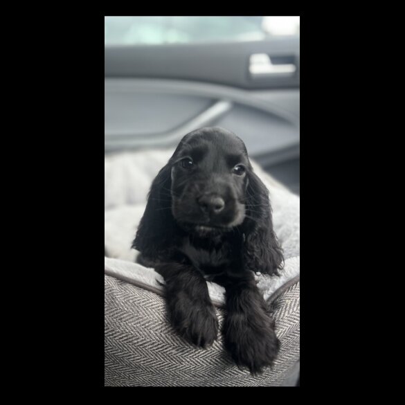 Cocker Spaniel (Working &amp; Show) - Dogs
