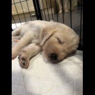 Labradoodle - Dogs