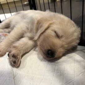 Labradoodle - Dogs