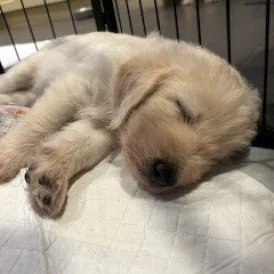 Labradoodle - Dogs