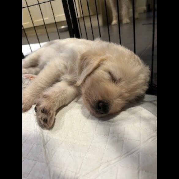 Labradoodle - Dogs