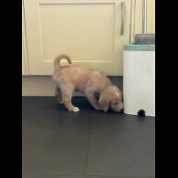 Labradoodle - Dogs