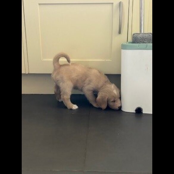 Labradoodle - Dogs