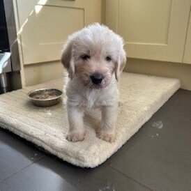 Labradoodle - Dogs