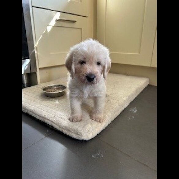 Labradoodle - Dogs