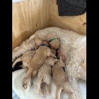 Labradoodle - Dogs
