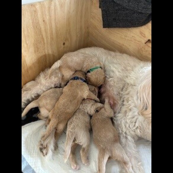 Labradoodle - Dogs