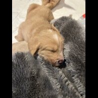 Labradoodle - Dogs