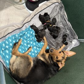 Mixed Breed - Both