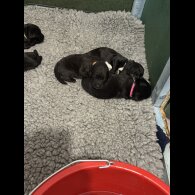 Mixed Breed - Both