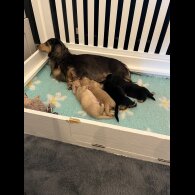Dachshund (Standard &amp; Miniature) - Both