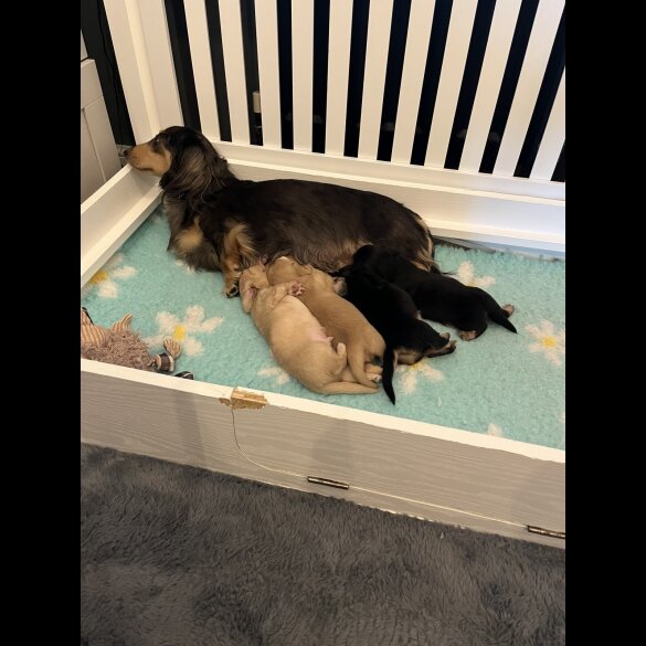 Dachshund (Standard &amp; Miniature) - Both
