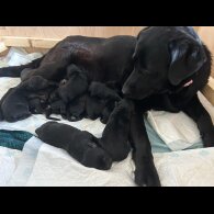 Labrador Retriever - Both