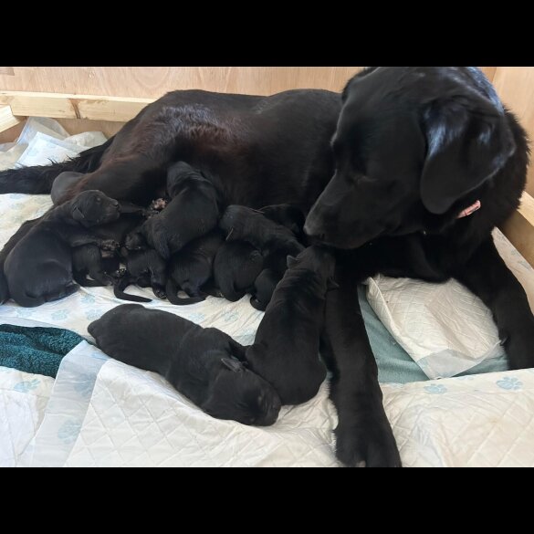 Labrador Retriever - Both