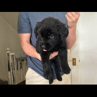 Labrador Retriever - Both