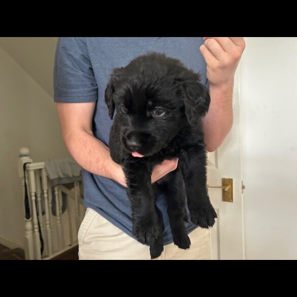 Labrador Retriever - Both