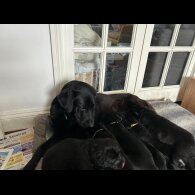 Labrador Retriever - Both