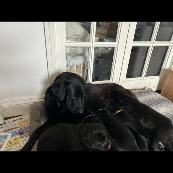 Labrador Retriever - Both