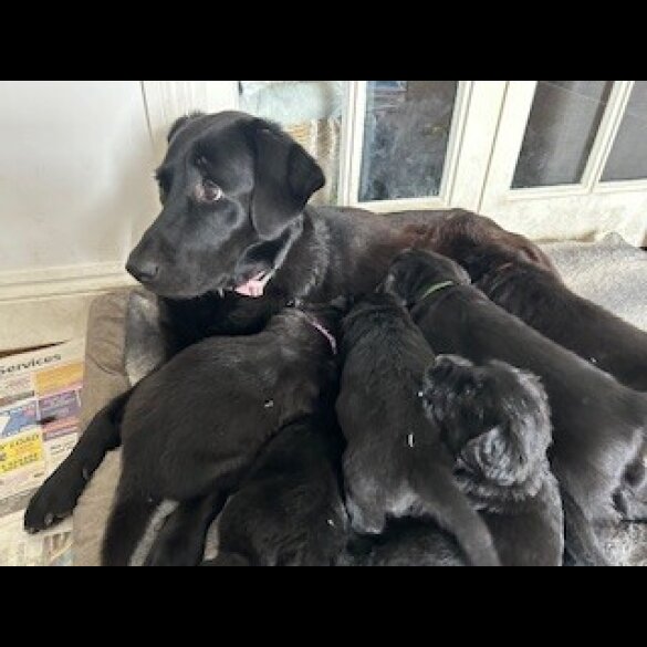 Labrador Retriever - Both