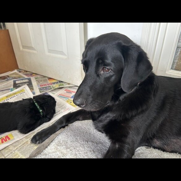 Labrador Retriever - Both