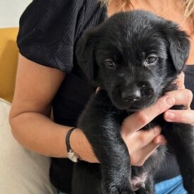 Labrador Retriever - Both
