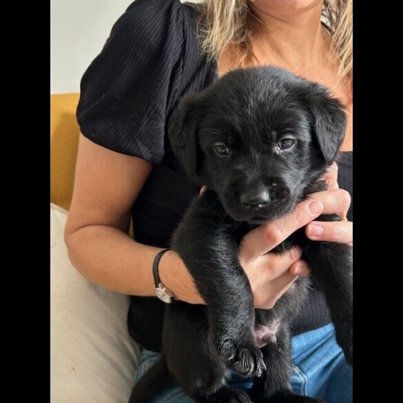 Labrador Retriever - Both