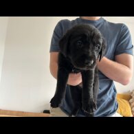 Labrador Retriever - Both
